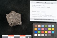 Foto (Objekt + Etikett) von Spondylostrobus smythii F.V. Mueller (NHMW-GEO-2024-0188-10405)